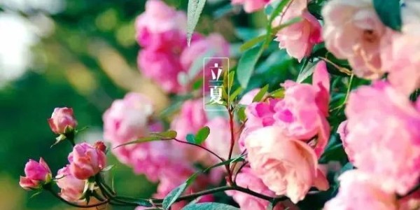今日<i style='color:red'>立夏</i>丨春藏夏長(zhǎng)，愿你生如夏花，熱烈絢爛,一路芬芳！
